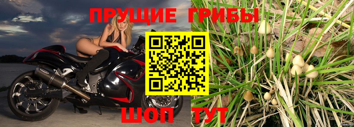 Фрязино  Псилоцибиновые грибы Psilocybe  Вход с VPN 